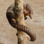 Pangolinul de Copac