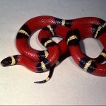 Coral6
