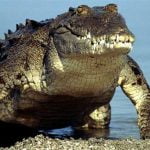 Crocodilul