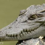 Crocodilul