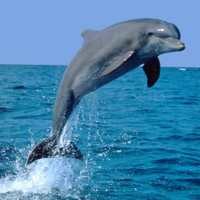 care este vederea unui delfin)