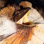 DragonGulerat10
