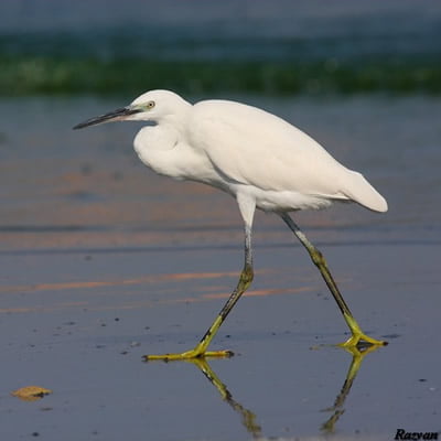 Pasare Egreta mica Egretta garzetta