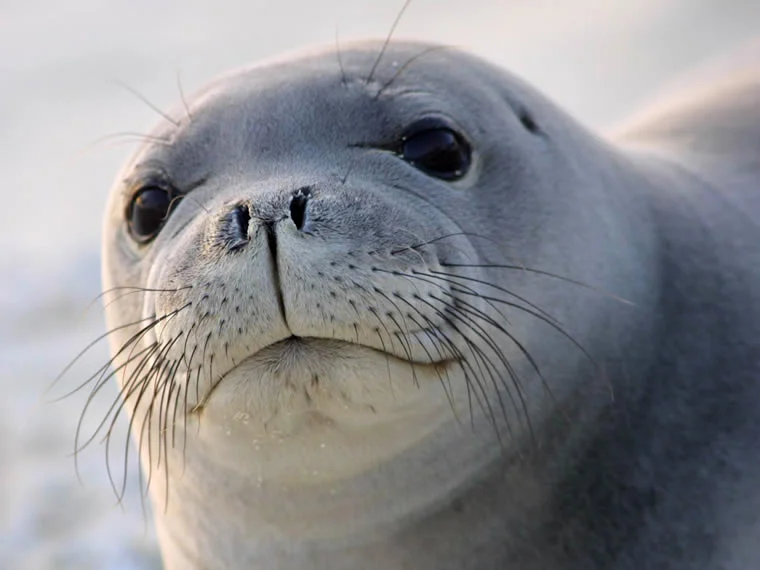 Foca10