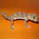 Gecko African cu gheare
