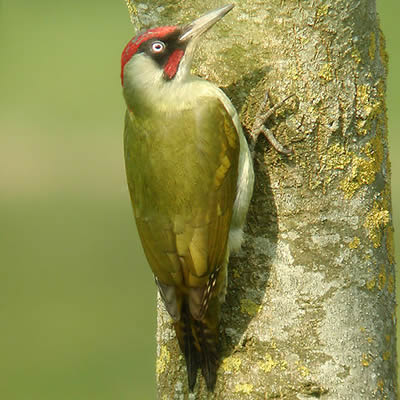 Ghionoaia verde