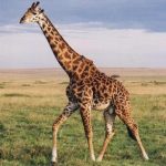 Girafa Giraffa camelopardalis
