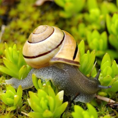 Habitatul melcului de acvariu