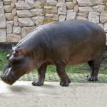 Hipopotamul animal
