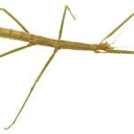 InsectaBat1