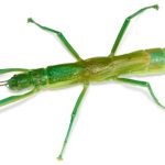 InsectaBat10