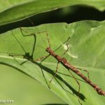 InsectaBat11