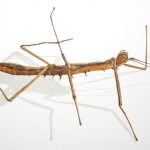 InsectaBat12