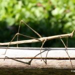 InsectaBat3