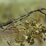 InsectaBat4