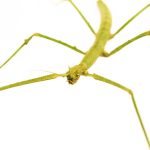 Insecta Bat