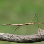 InsectaBat6