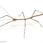 InsectaBat8