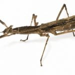 InsectaBat9
