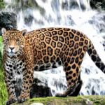 Jaguarul Panthera onca
