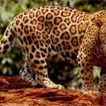 Jaguarul Toate Animalele