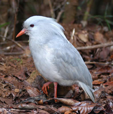 Pasarea Kagu Rhynochetos jubatus