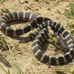 Krait sarpe