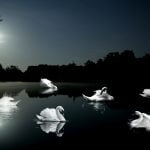 Lacul Lebedelor