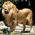 Leul animal