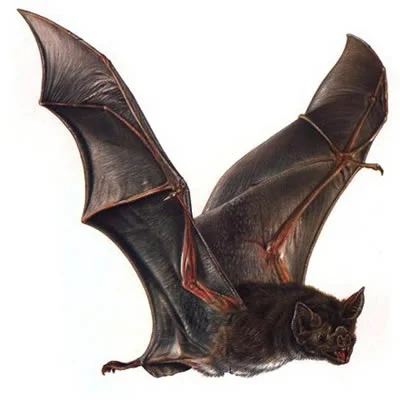 Liliacul