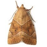 Molia insecta