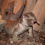 MonitorDeSavana11
