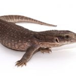 MonitorDeSavana4