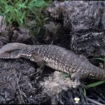 MonitorDeSavana5