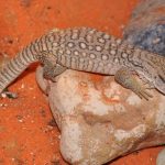 MonitorDeSavana6