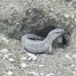 Monitorul de savana