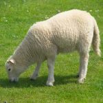 Oaie animal