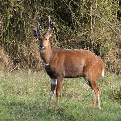 Animale Salbatice Toate Animalele Salbatice Din Lume