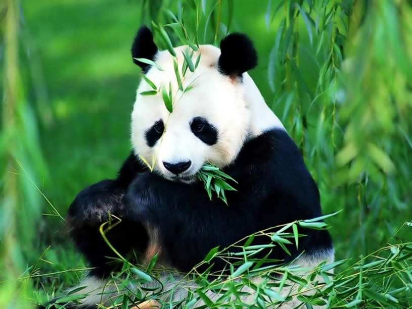 Ce mananca ursul panda | Toate Animalele