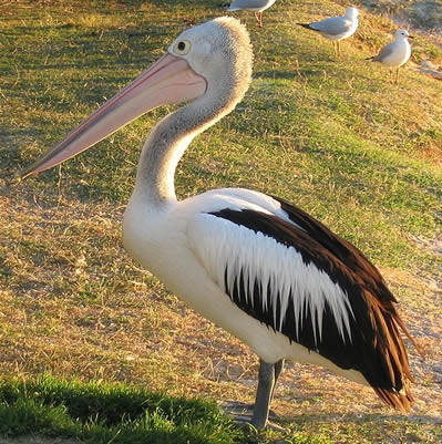Pelicanul pasare
