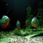 Piranha in acvariu