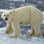 Ursul Polar