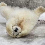 Polar10