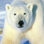 Polar11