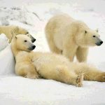 Ursul Polar
