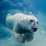 Polar13