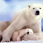 Polar14