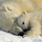 Polar15