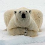 Ursul Polar