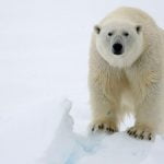 Polar17